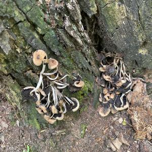 Suillus pictus