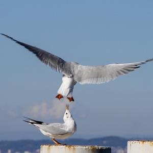 Black-headed Gull