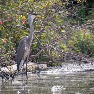 Great Blue Heron