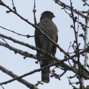 Eurasian Sparrowhawk