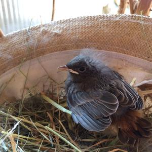 Black Redstart