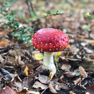 Fly Agaric