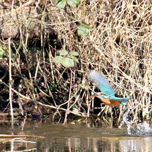 Common Kingfisher