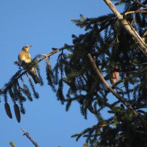 Fieldfare