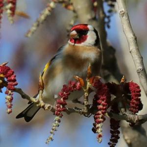 European Goldfinch