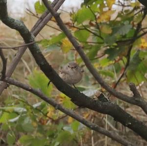 Common Redstart