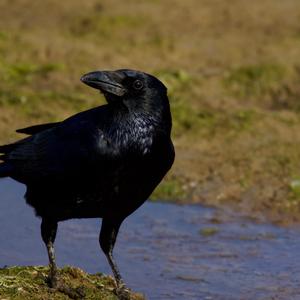 Carrion Crow