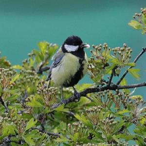 Great Tit