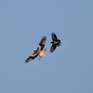 Red Kite