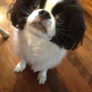 Japanese Chin