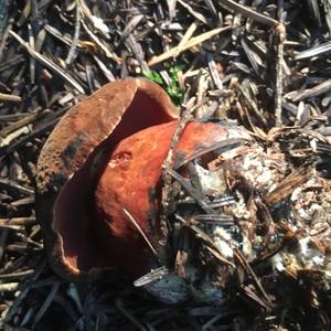 Dotted-stem Bolete