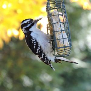 Hairy Woodpecker