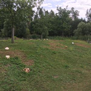 Giant Puffball