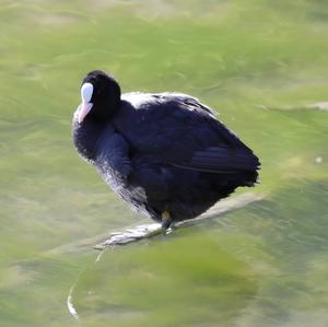 Common Coot