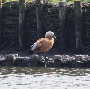 Ruddy Shelduck