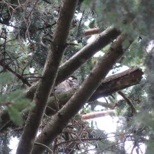 Great Spotted Woodpecker