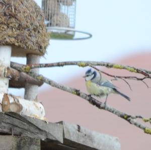 Blue Tit