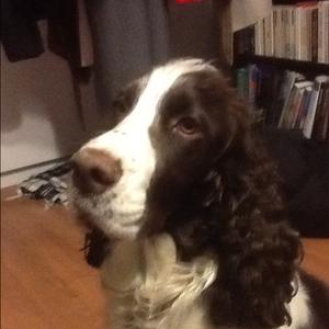 Spaniel (English Springer)