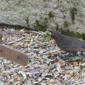 Eurasian Blackbird