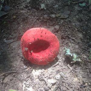 Emetic Russula