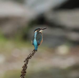 Common Kingfisher