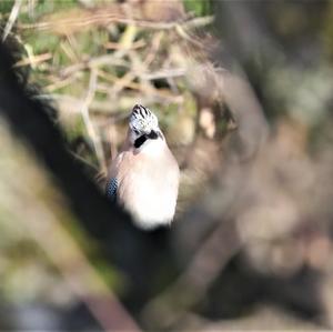 Eurasian Jay