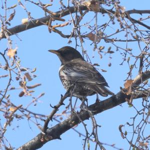 Ring Ouzel