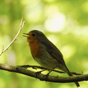 European Robin