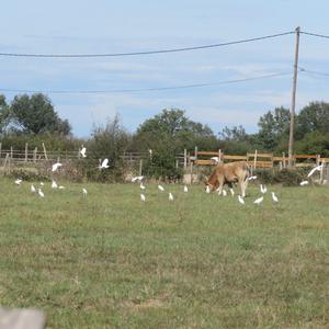 Cattle Egret