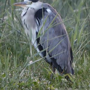 Grey Heron