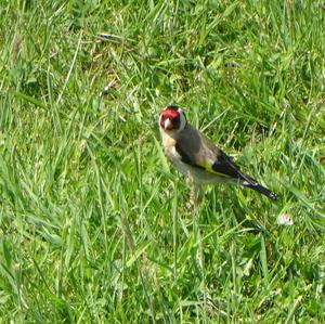 European Goldfinch