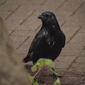 Carrion Crow