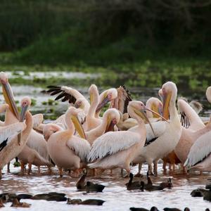 Great White Pelican