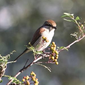 Red-backed Shrike