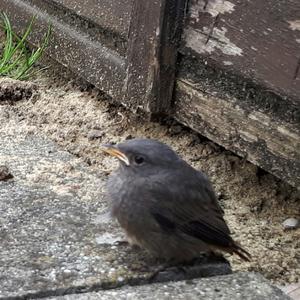 Black Redstart