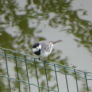 White Wagtail