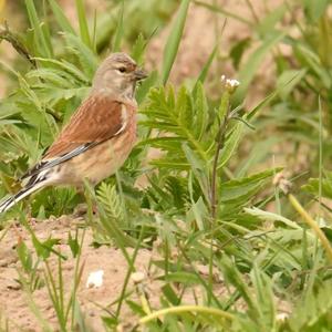 Eurasian Linnet