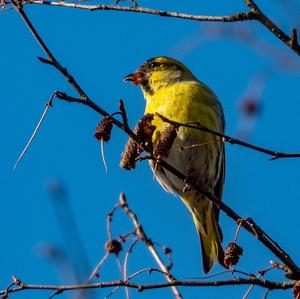 Eurasian Siskin