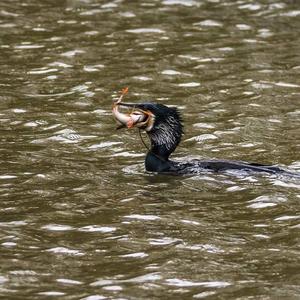 Great Cormorant