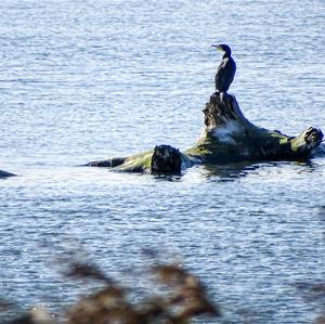 Great Cormorant