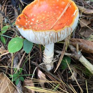 Fly Agaric