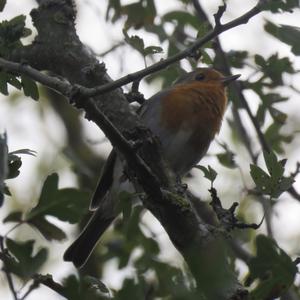 European Robin