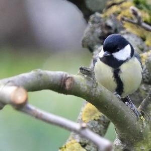 Great Tit