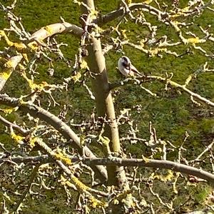 Long-tailed Tit