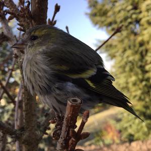 Eurasian Siskin