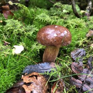 Bay Bolete