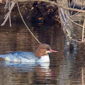 Common Merganser