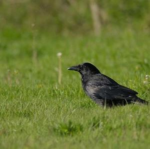 Carrion Crow