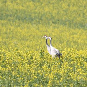 Common Crane