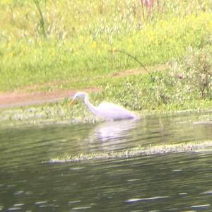 Great Egret